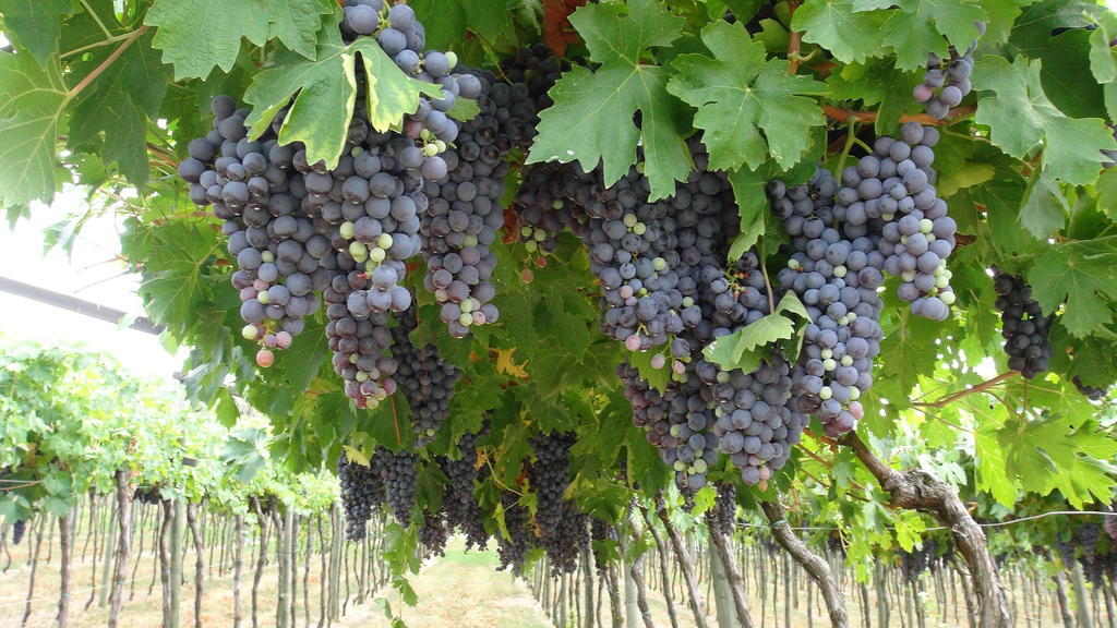 Agroturismo Azienda Agrituristica Corteforte *